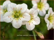 Saxifraga cespitosa 'Findling'