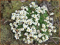 Saxifraga cespitosa 'Findling'