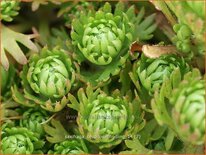 Saxifraga cespitosa 'Findling'