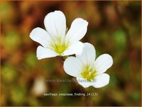 Saxifraga cespitosa 'Findling'