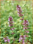 Thymus pulegioides &#39;Foxley&#39;