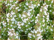 Thymus vulgaris 'Pinewood'