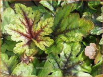 Tiarella 'Candy Striper'