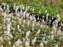 Tiarella 'Candy Striper'