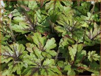 Tiarella 'Candy Striper'