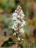 Tiarella 'Candy Striper'