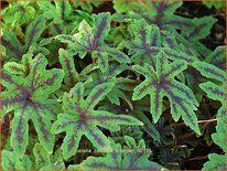 Tiarella 'Cascade Creeper'