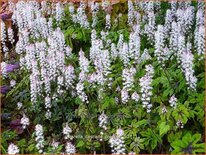 Tiarella 'Cascade Creeper'