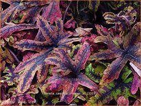 Tiarella 'Cascade Creeper'