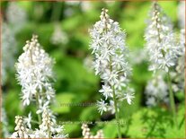 Tiarella cordifolia 'Moorblut'