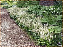 Tiarella cordifolia 'Moorblut'