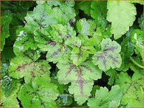 Tiarella cordifolia 'Moorblut'