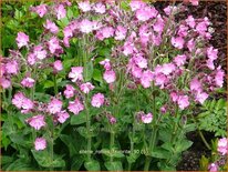 Silene &#39;Rollies Favorite&#39;