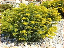 Solidago &#39;Goldkind&#39;