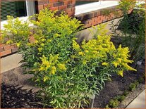 Solidago 'Laurin'