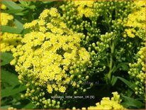 Solidago &#39;Little Lemon&#39;