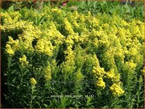 Solidago &#39;Little Lemon&#39;