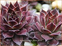 Sempervivum &#39;Dark Beauty&#39;