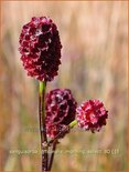 Sanguisorba officinalis &#39;Morning Select&#39;