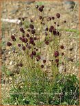 Sanguisorba officinalis &#39;Morning Select&#39;