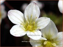 Saxifraga arendsii &#39;Wit&#39;