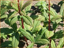 Rodgersia 'Borodin'