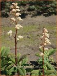 Rodgersia 'Borodin'