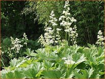 Rodgersia podophylla