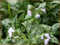 Pulmonaria 'Moonshine'