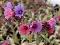 Pulmonaria 'Silver Bouquet'