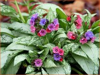 Pulmonaria 'Silver Bouquet'