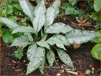 Pulmonaria 'Silver Bouquet'