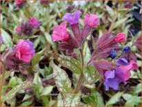 Pulmonaria 'Silver Bouquet'