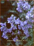 Polemonium caeruleum