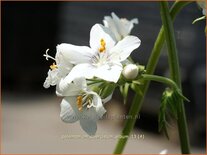 Polemonium caeruleum &#39;Album&#39;