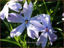 Phlox 'Oakington Blue Eyes'