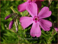 Phlox 'Drummond Pink'