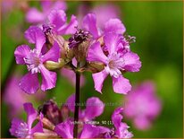 Lychnis viscaria