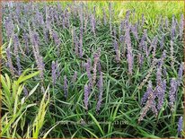 Liriope muscari &#39;Lilac Wonder&#39;