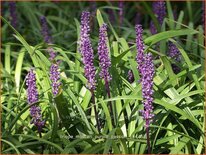 Liriope muscari &#39;Purple Passion&#39;