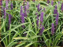 Liriope muscari &#39;Purple Passion&#39;