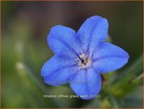 Lithodora diffusa 'Grace Ward'