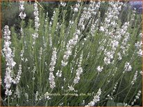 Lavandula intermedia &#39;Alba&#39;