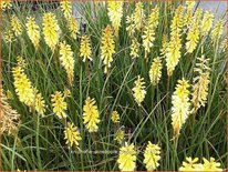 Kniphofia &#39;Pineapple Popsicle&#39;