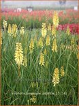 Kniphofia &#39;Pineapple Popsicle&#39;