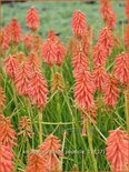 Kniphofia &#39;Redhot Popsicle&#39;