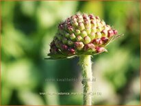 Knautia macedonica &#39;Mars Midget&#39;