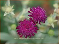 Knautia macedonica 'Thunder and Lightning'