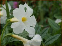 Incarvillea delavayi 'Snowtop'