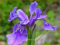 Iris bulleyana